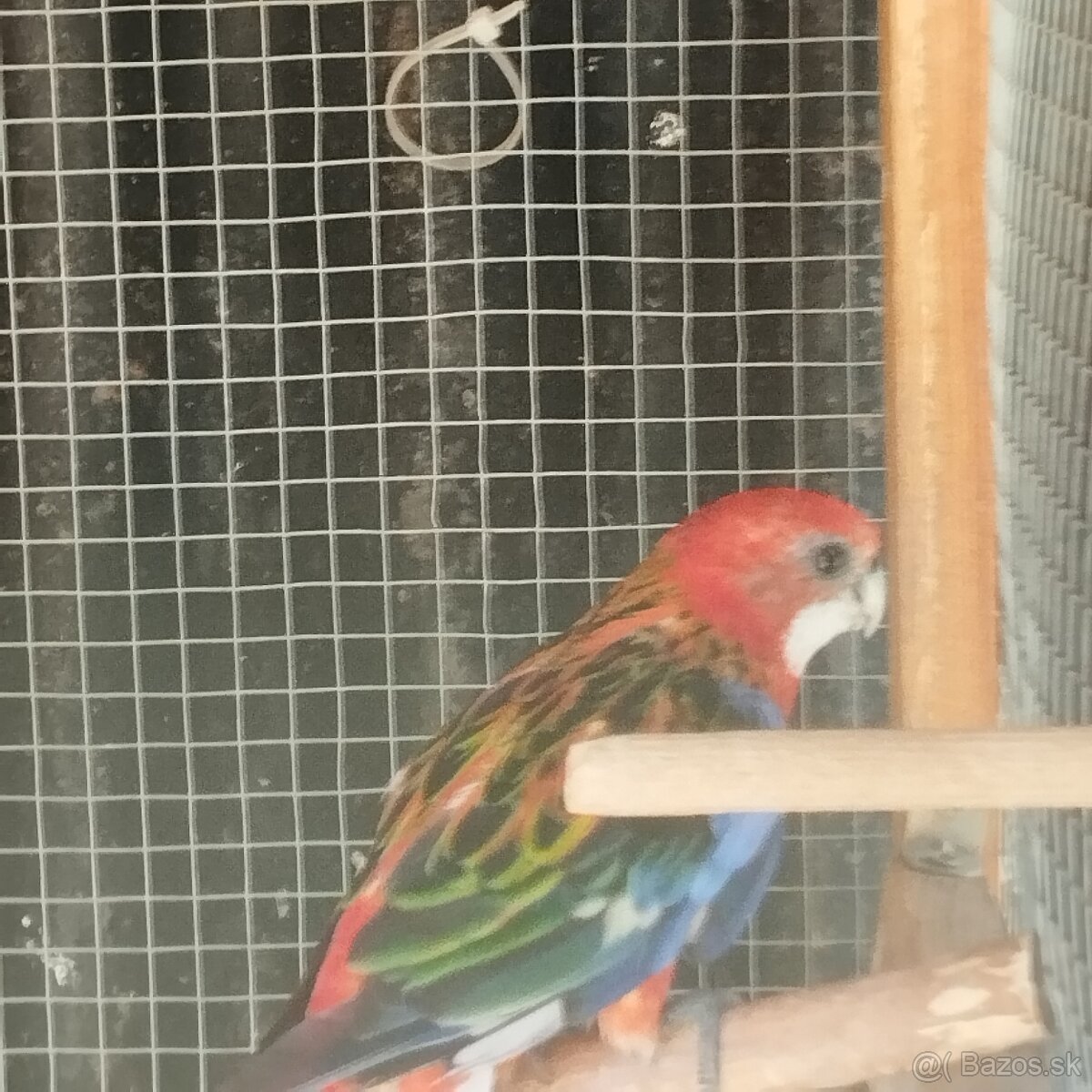 Rozela - 3
