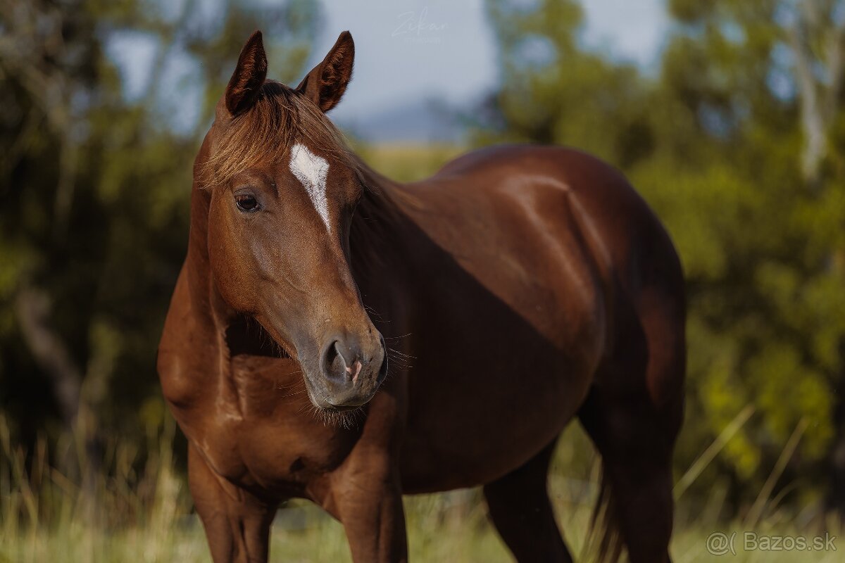 Predám žrebceka QH - 3