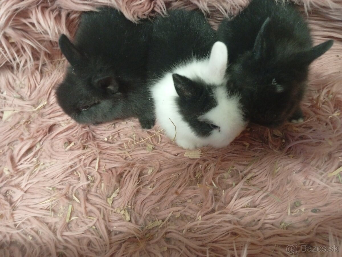 Zakrslý zajko - 3