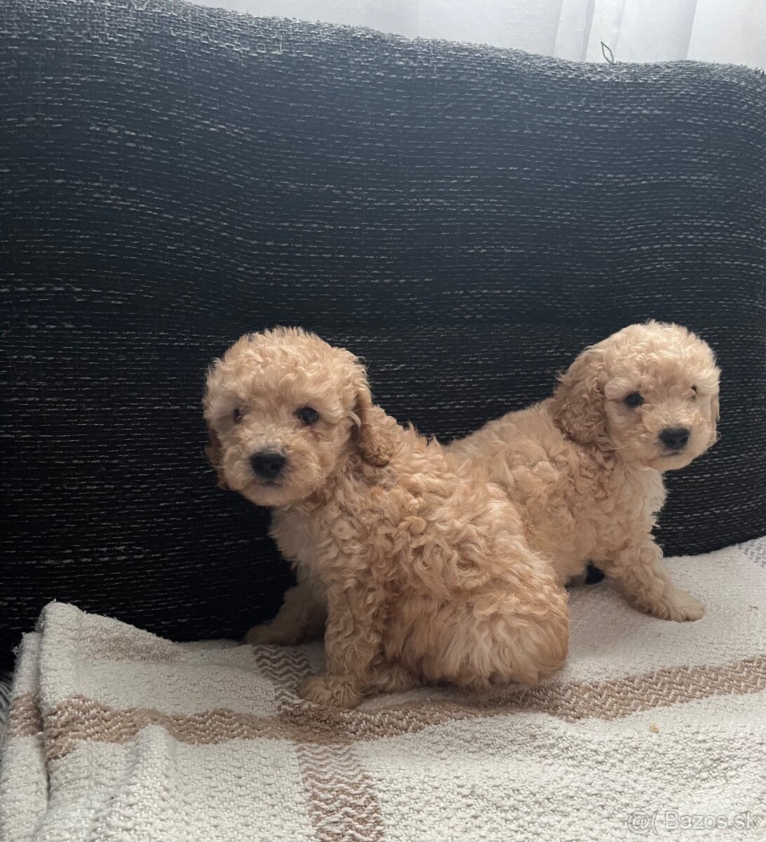 Pudel Toy/trpaslik - 3