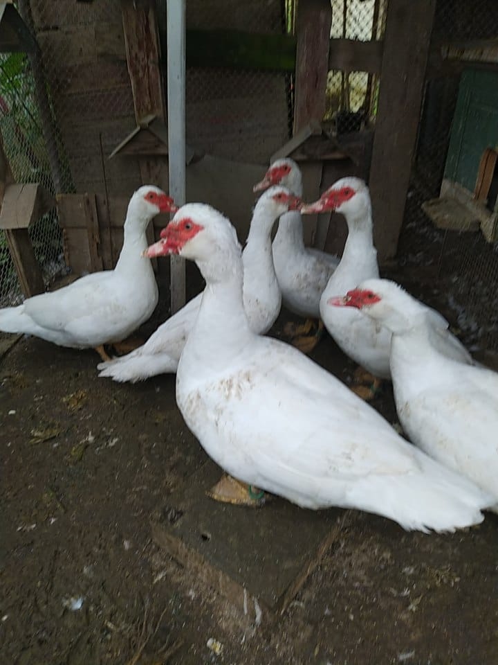 Kačica pižmová - 3