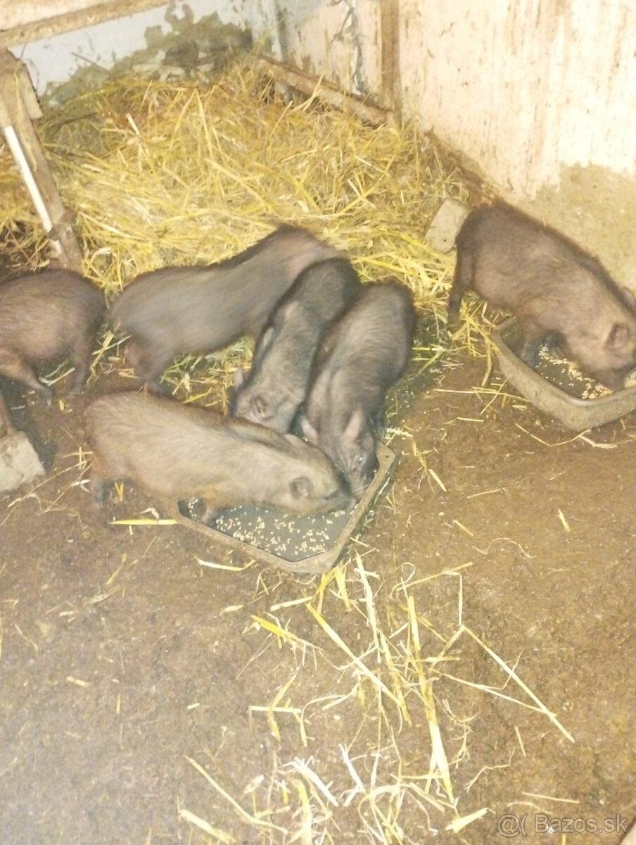 Vietnamske prasiatka - 3