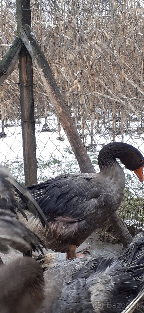 Landeské husi a gunáre - 3