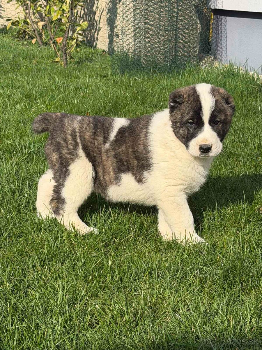 Stredoázijského ovčiaka - 3