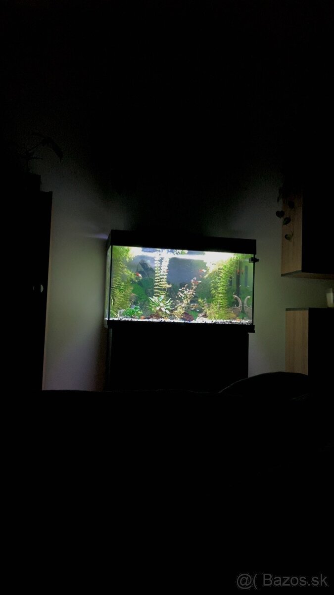 Akvarium, rybičky, rastlinky - 3