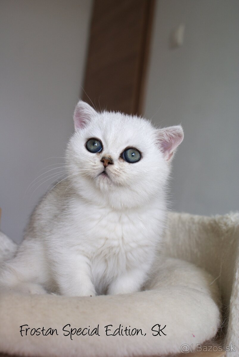 FROSTAN Special Edition, SK - britský strieborný kocúrik - 3