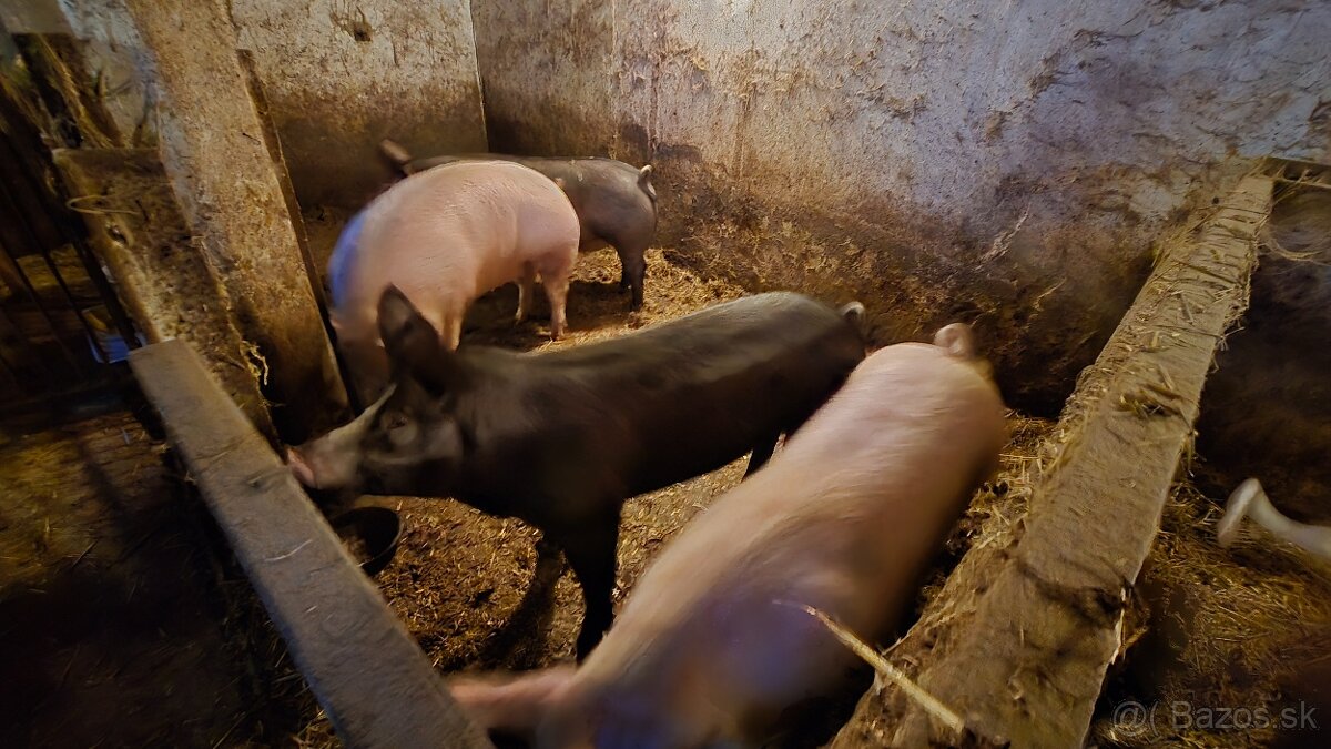 Predám prasata - 3