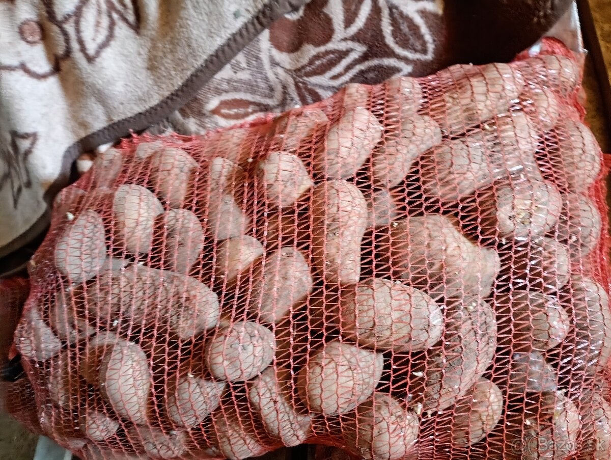 Zemiaky Queen anna - 3