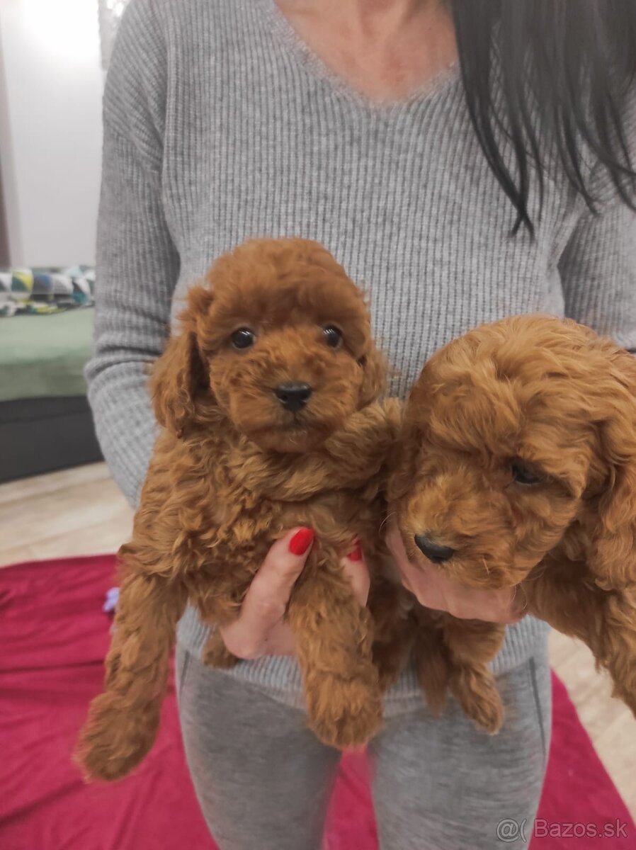 Toy Pudel red chalpec/fenka - 3