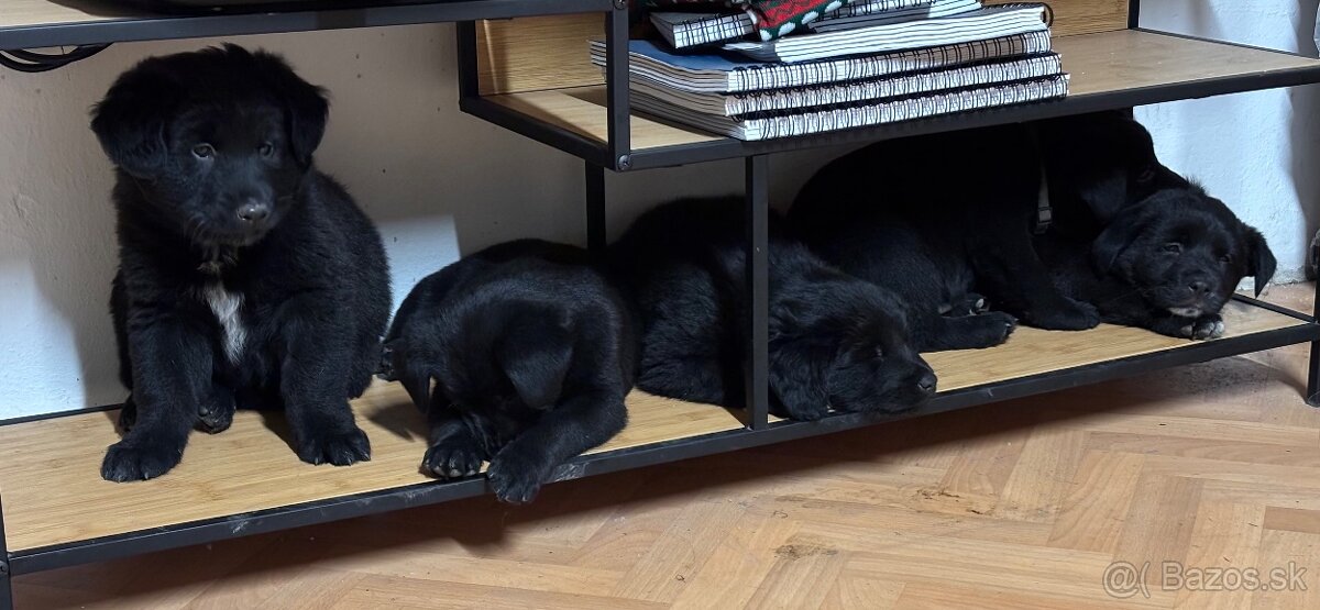 Darujem štaniatka🐾 - 3