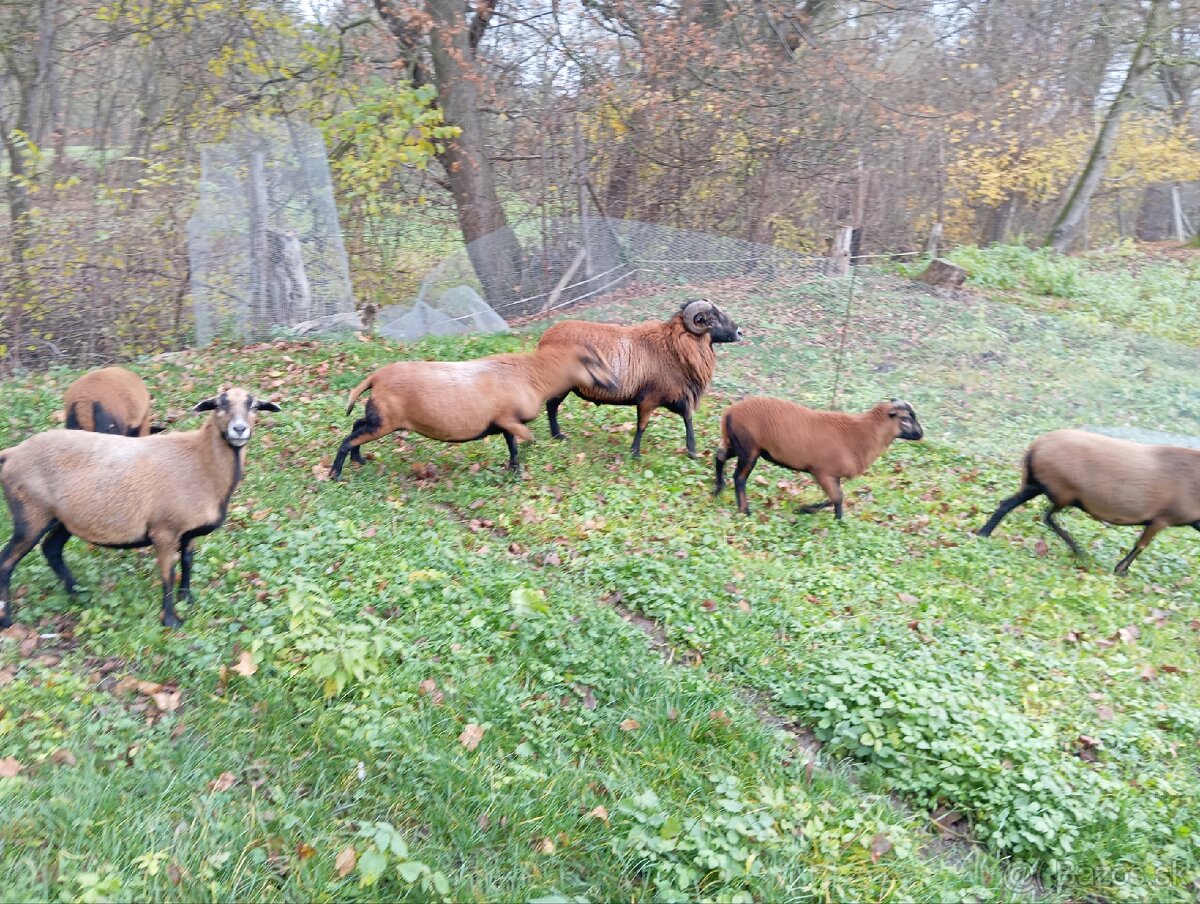 Predám kamerunské barančeky - 3