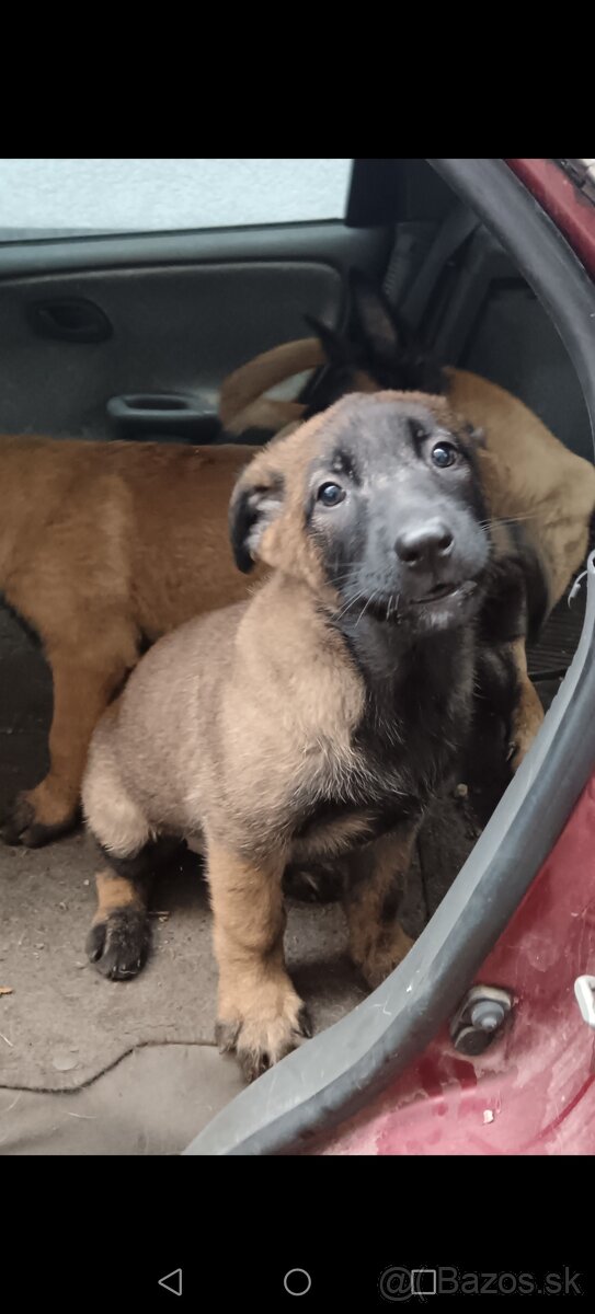 Belgicky ovčiak/cross - 3