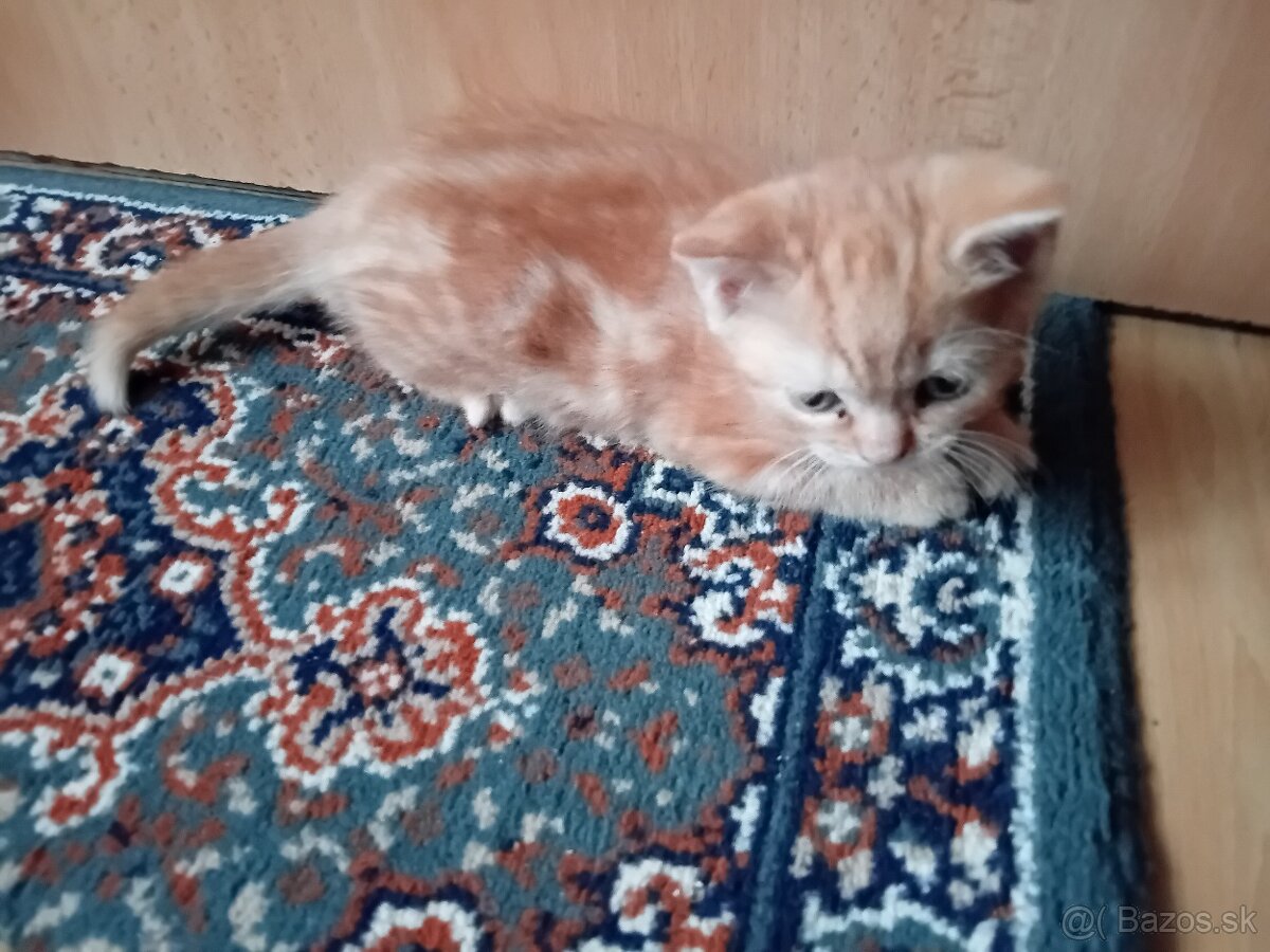 Darujeme mačiatko- hrdzavá mačička - 3