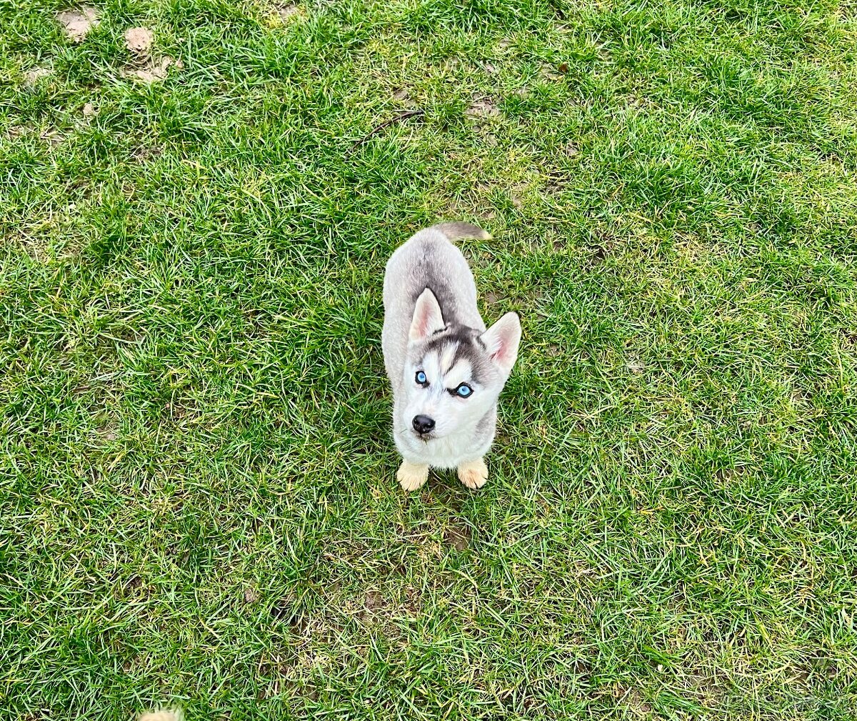 Steniatka sibirsky husky - 3