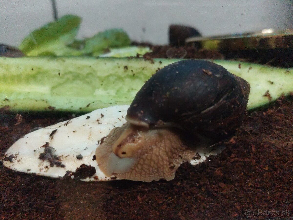 Achatina africké slimáky - 3