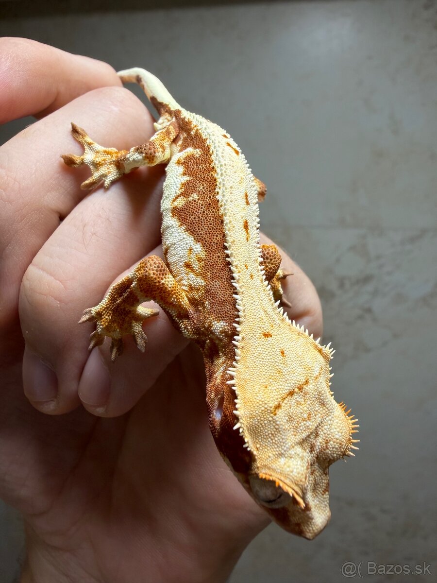 Pagekon riasnatý LW dark Red base - 3