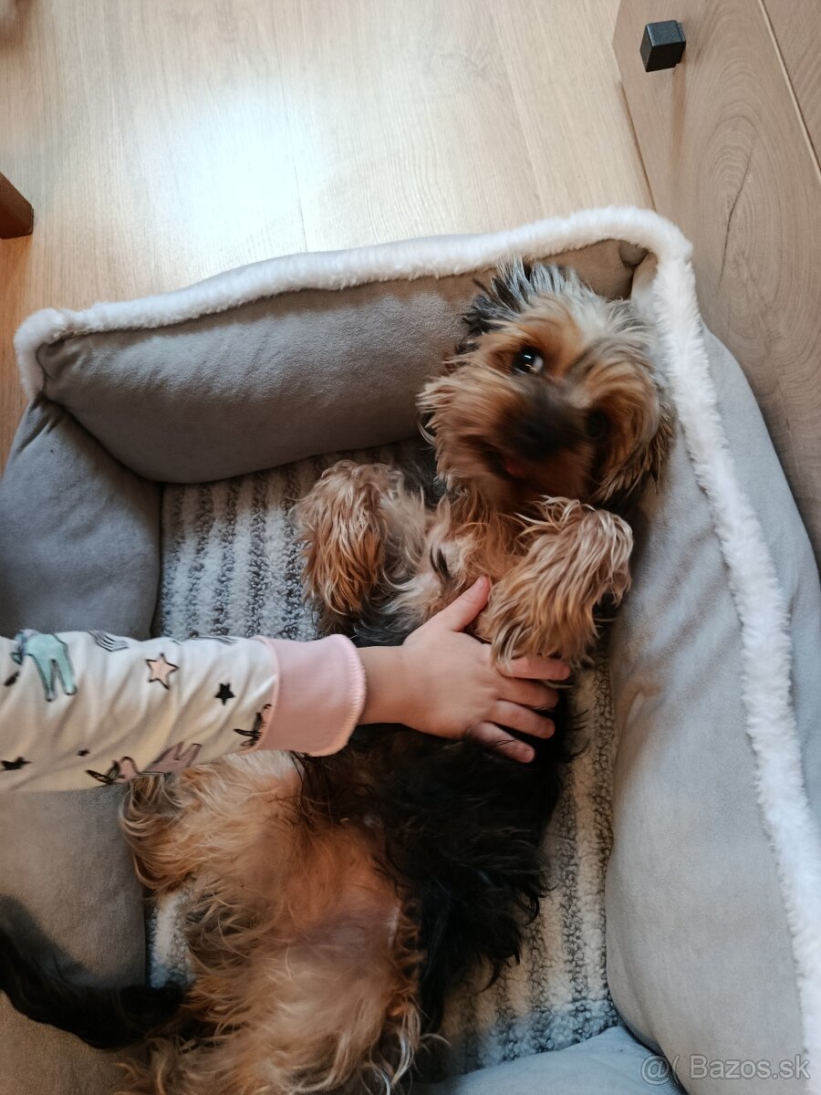 Jorkšírsky teriér - 3