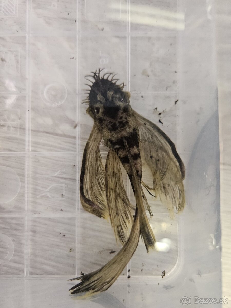 Ancistrus Green Dragon Long Fin - samec - 3