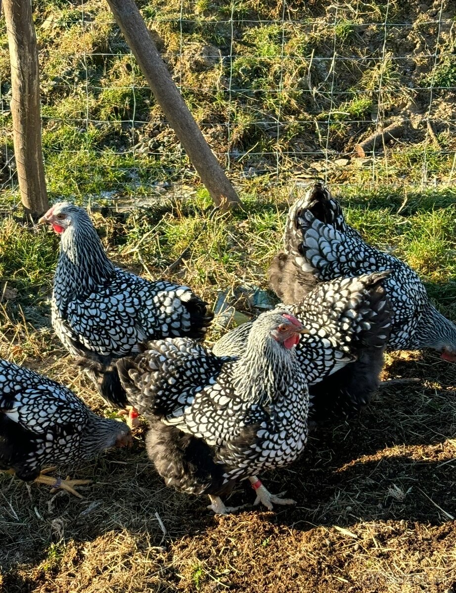 Wyandotka SČL - veľká forma - 3