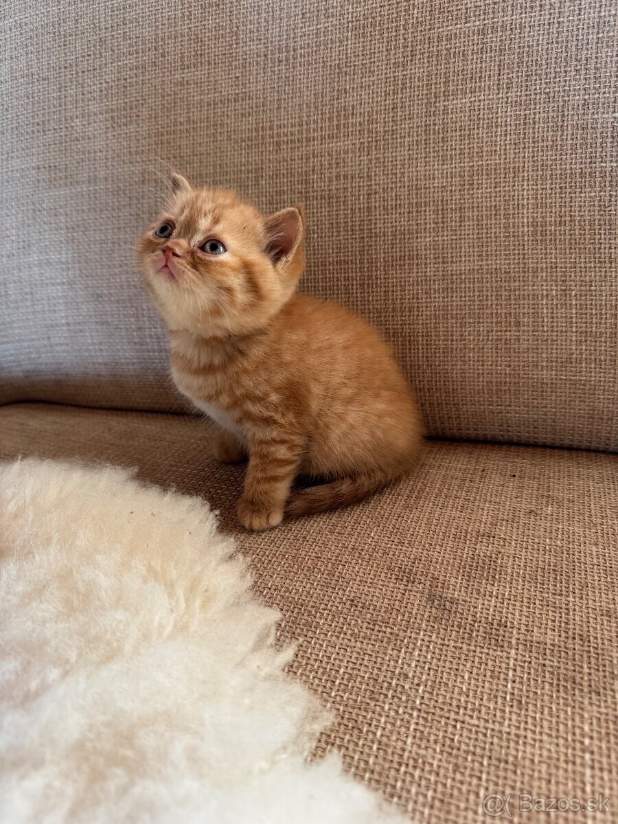 Britské mačiatka s PP - 3