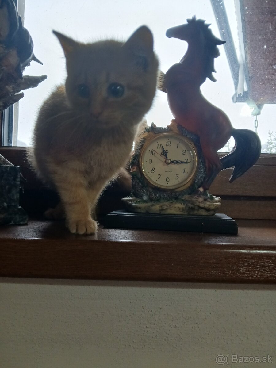 Darujem mačiatko - 3