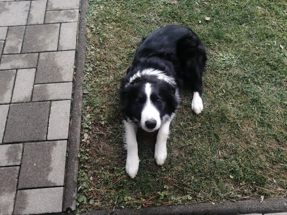 Border Collie - 3
