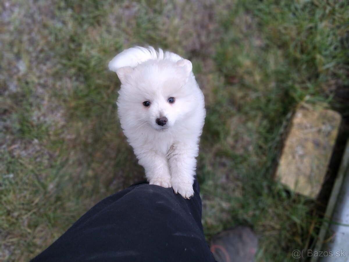 Nemecký špic Biely - 3
