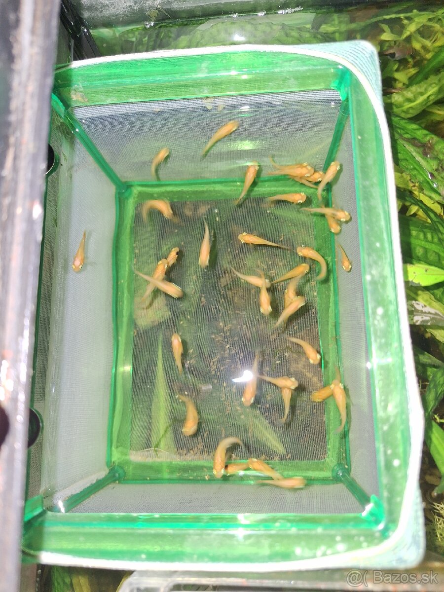 Živorodka ostropyská - 3