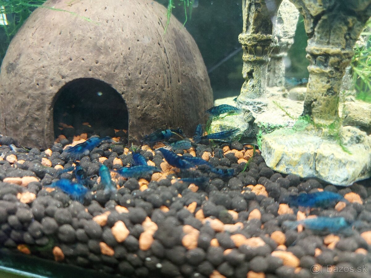 KREVETKY MODDRE BLUE DREAM - 3