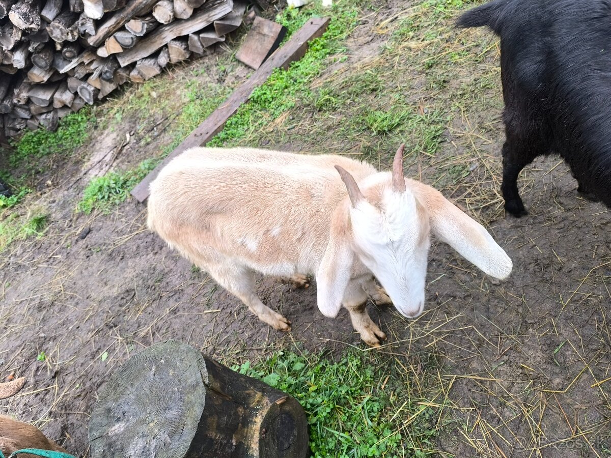 Predám Anglonúbijske kozy - 3