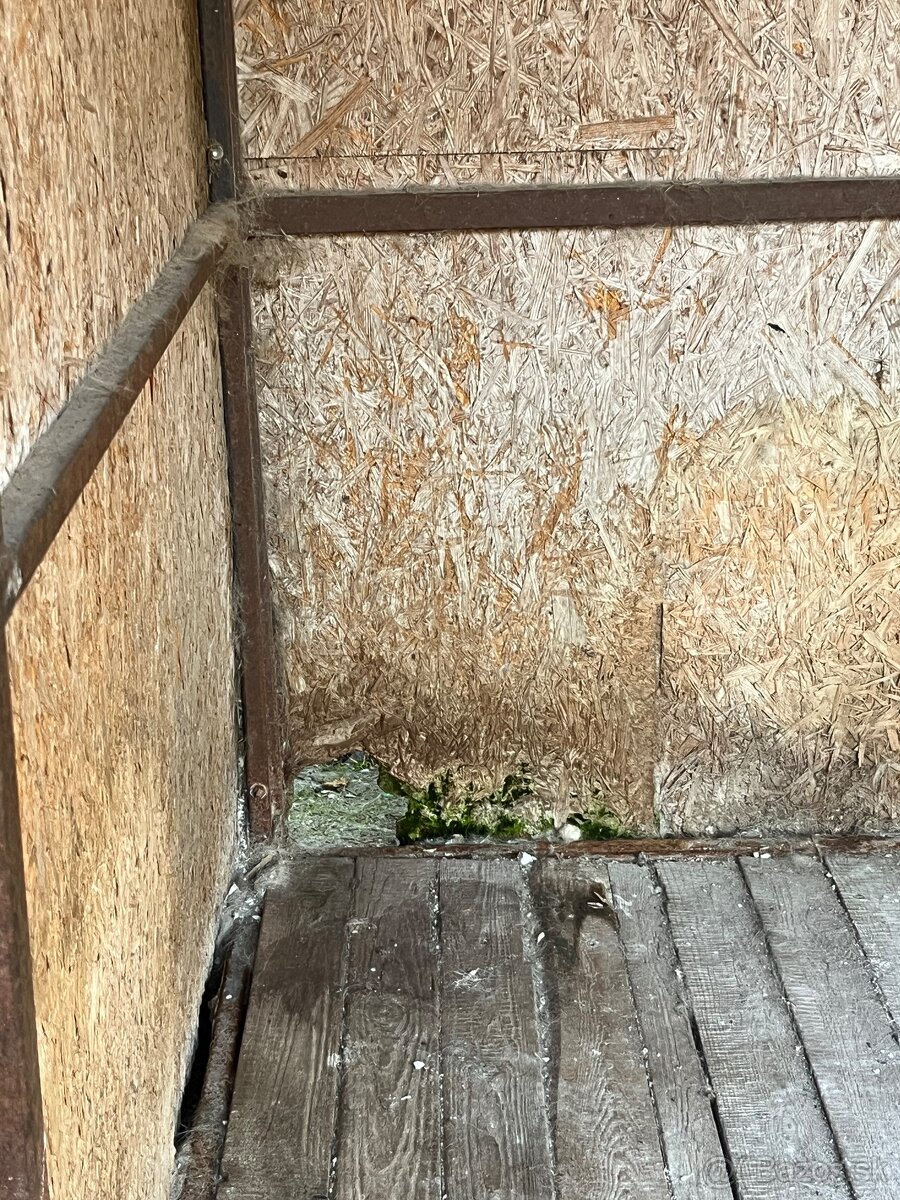 Predam psiu budu. - 3