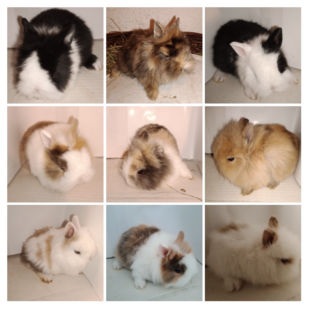 Králik zdrobnelý, zakrslý - 3