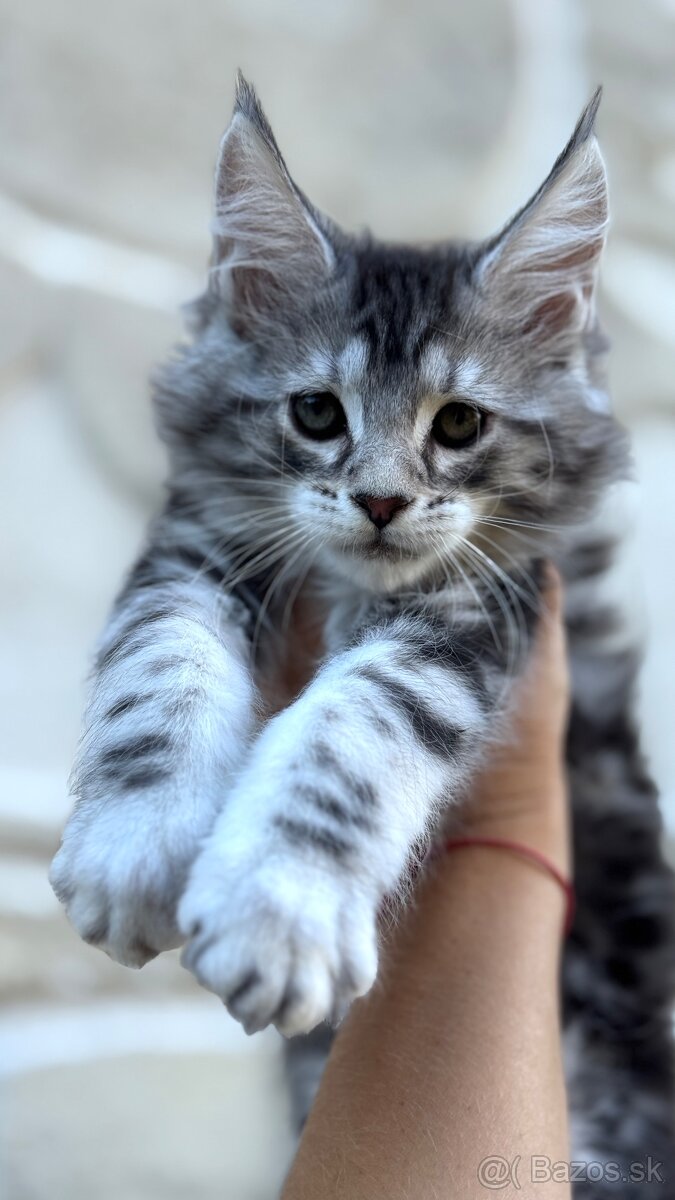 ⚜️Freya⚜️s PP Maine Coon Mainská Myvalia - 3