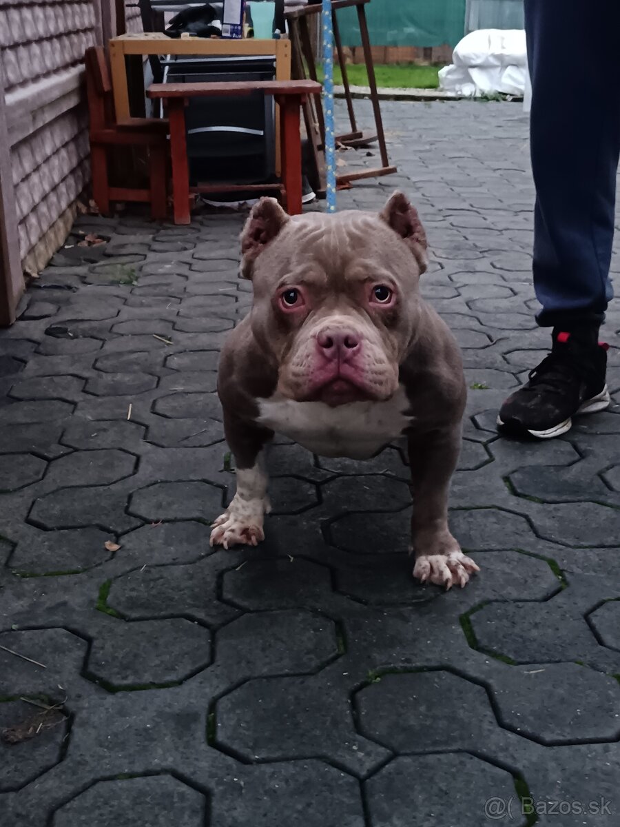 American bully - 3
