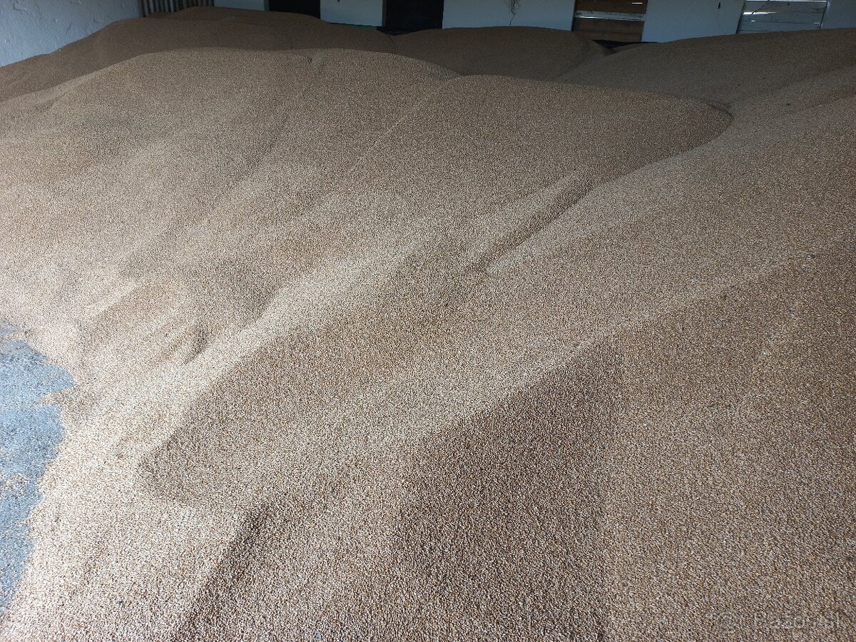 Pšenica na predaj - 3