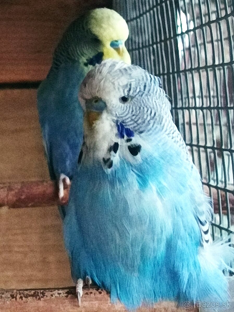 Predám andulky výstavné - 3