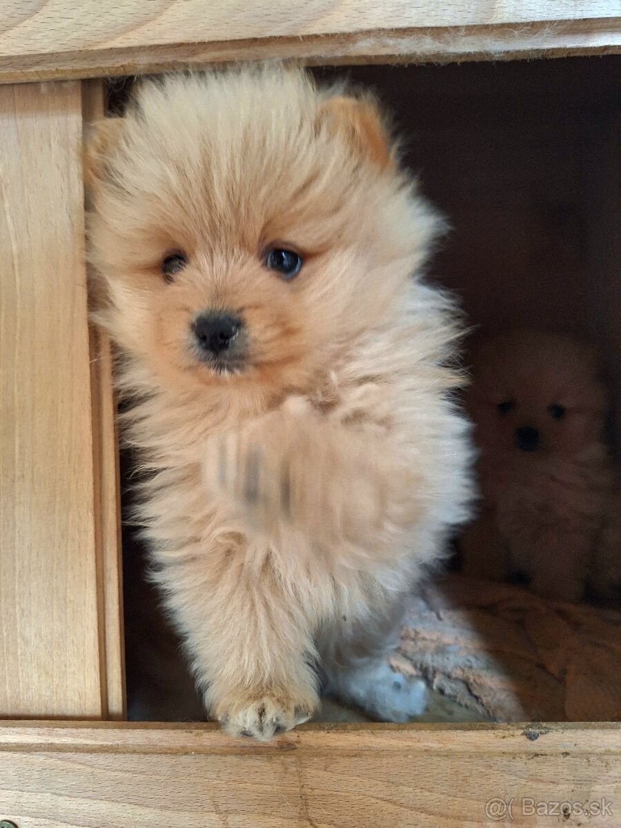 Pomeranian,pomerian špic - 3
