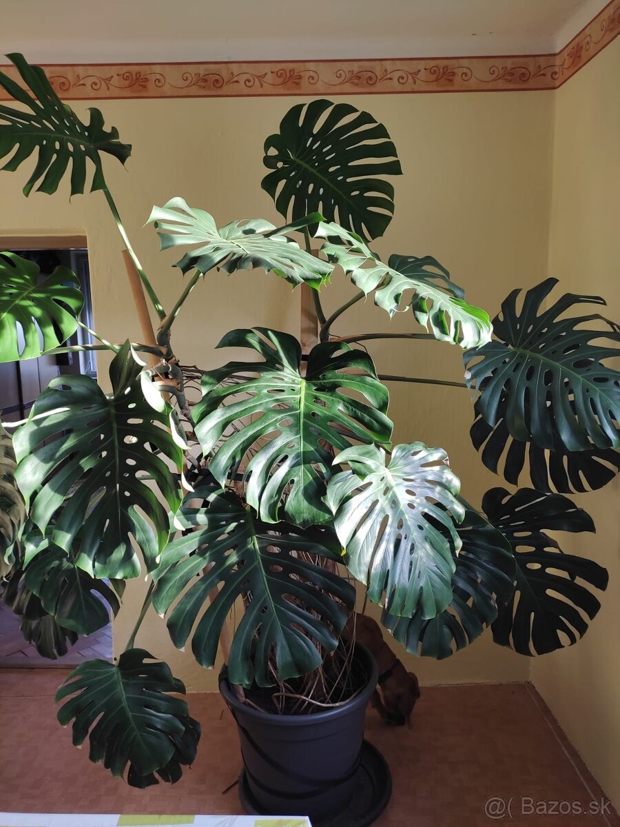 Monstera deliciosa - 3