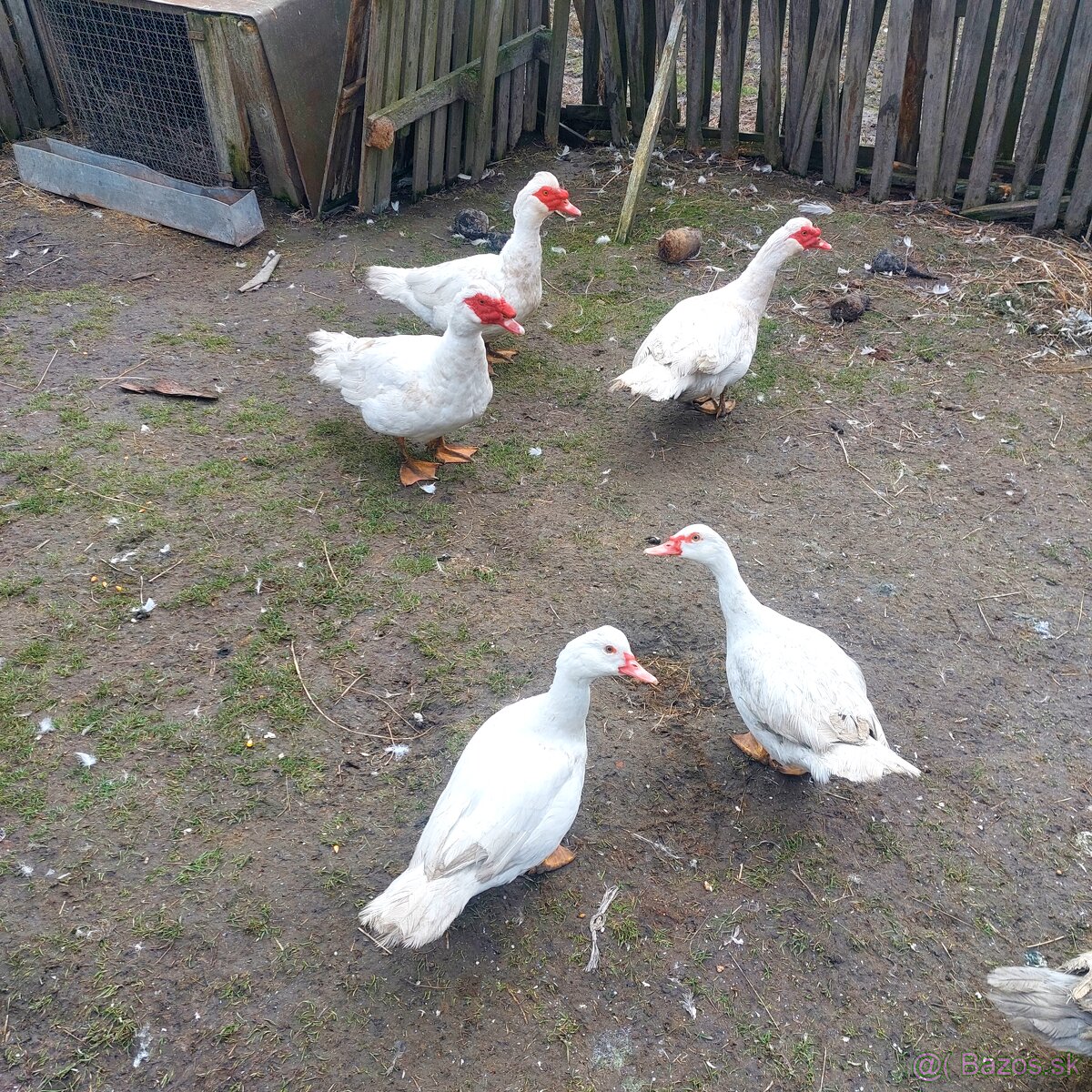 Činske kačiice a kačerov - 3