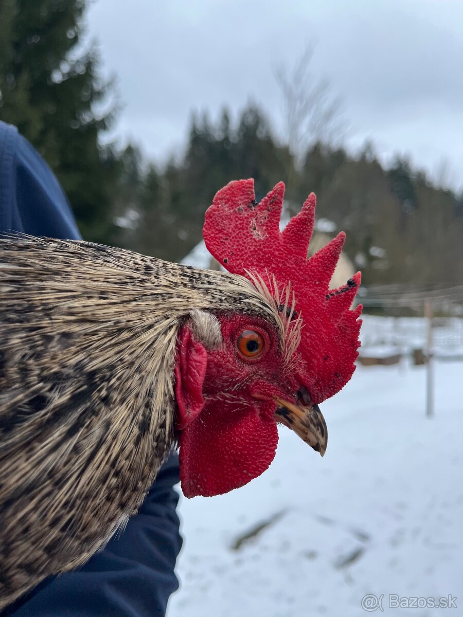 Kohút - 3