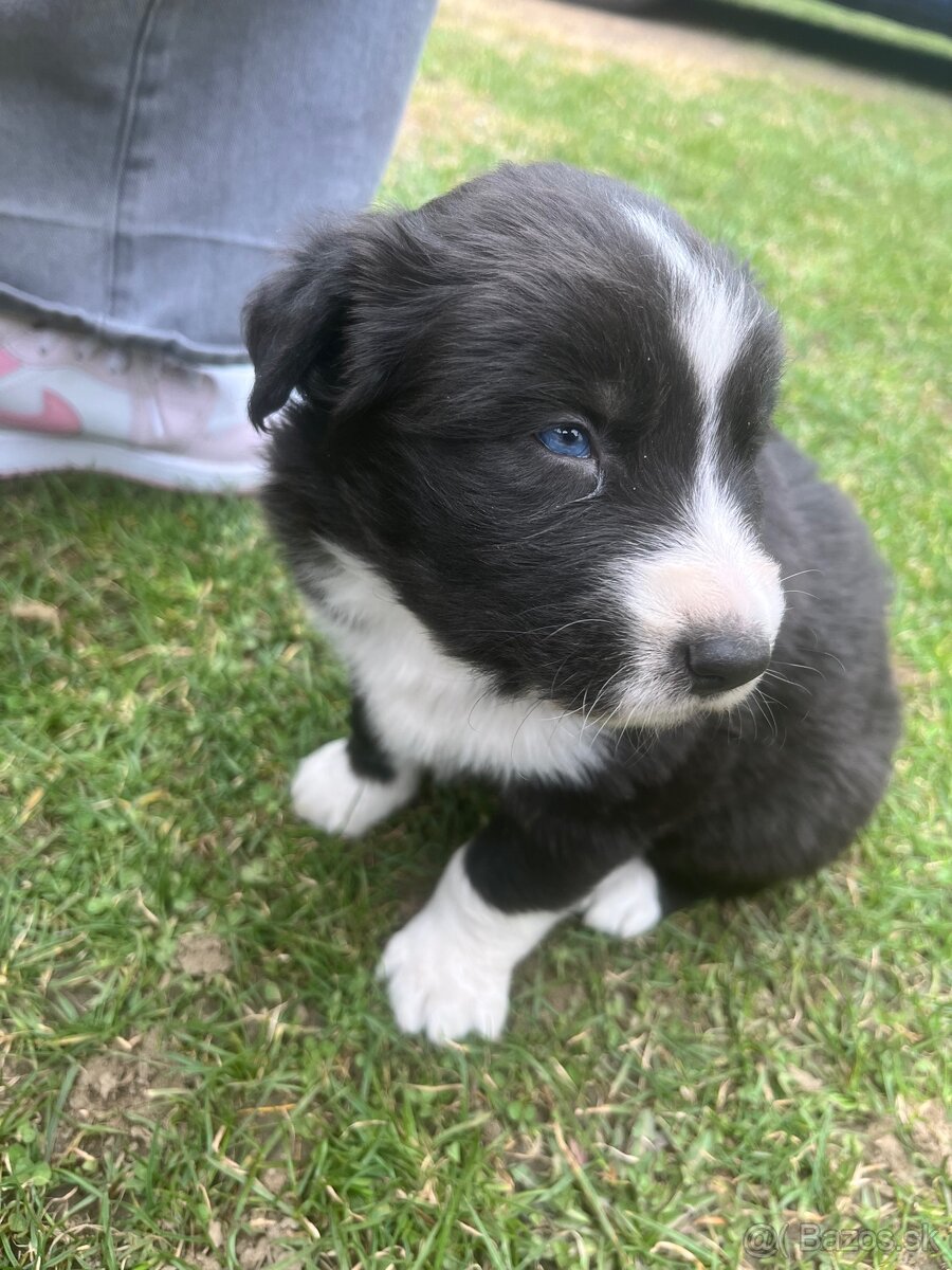 Šteniatka krížence borderkólie - 3