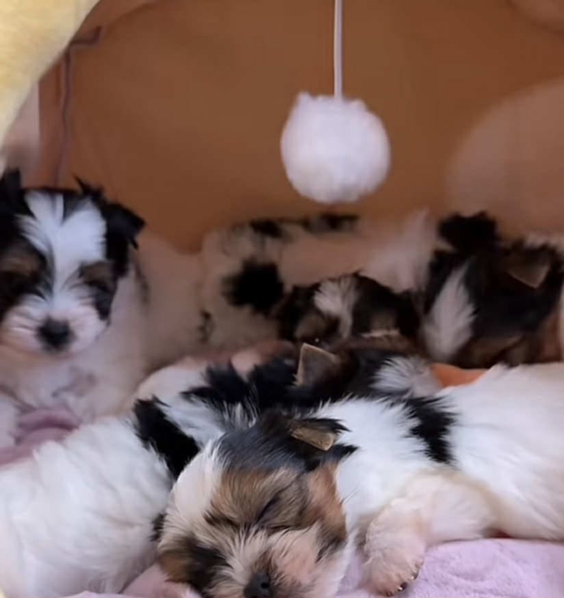 Yorkshirský Terier Biewer - 3