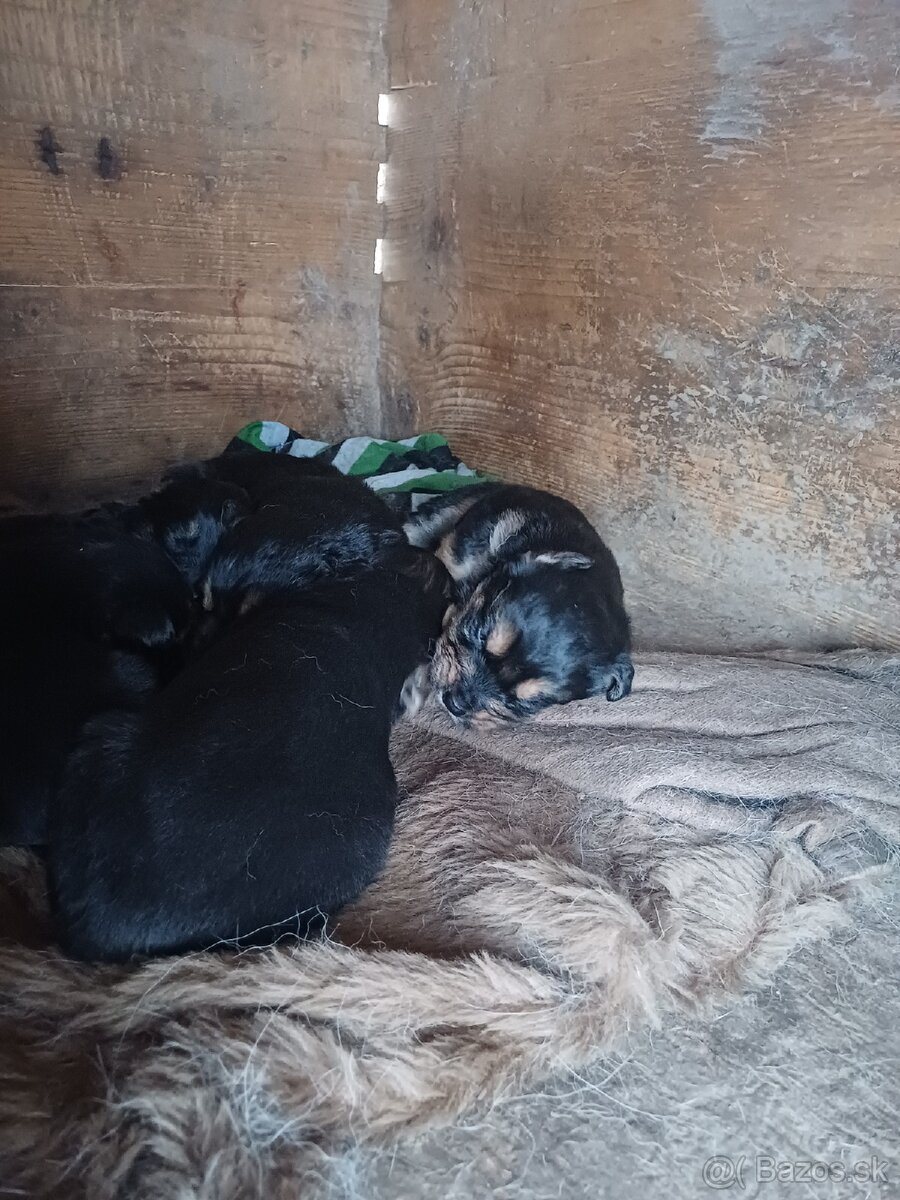 Bernský ovčiak - 3