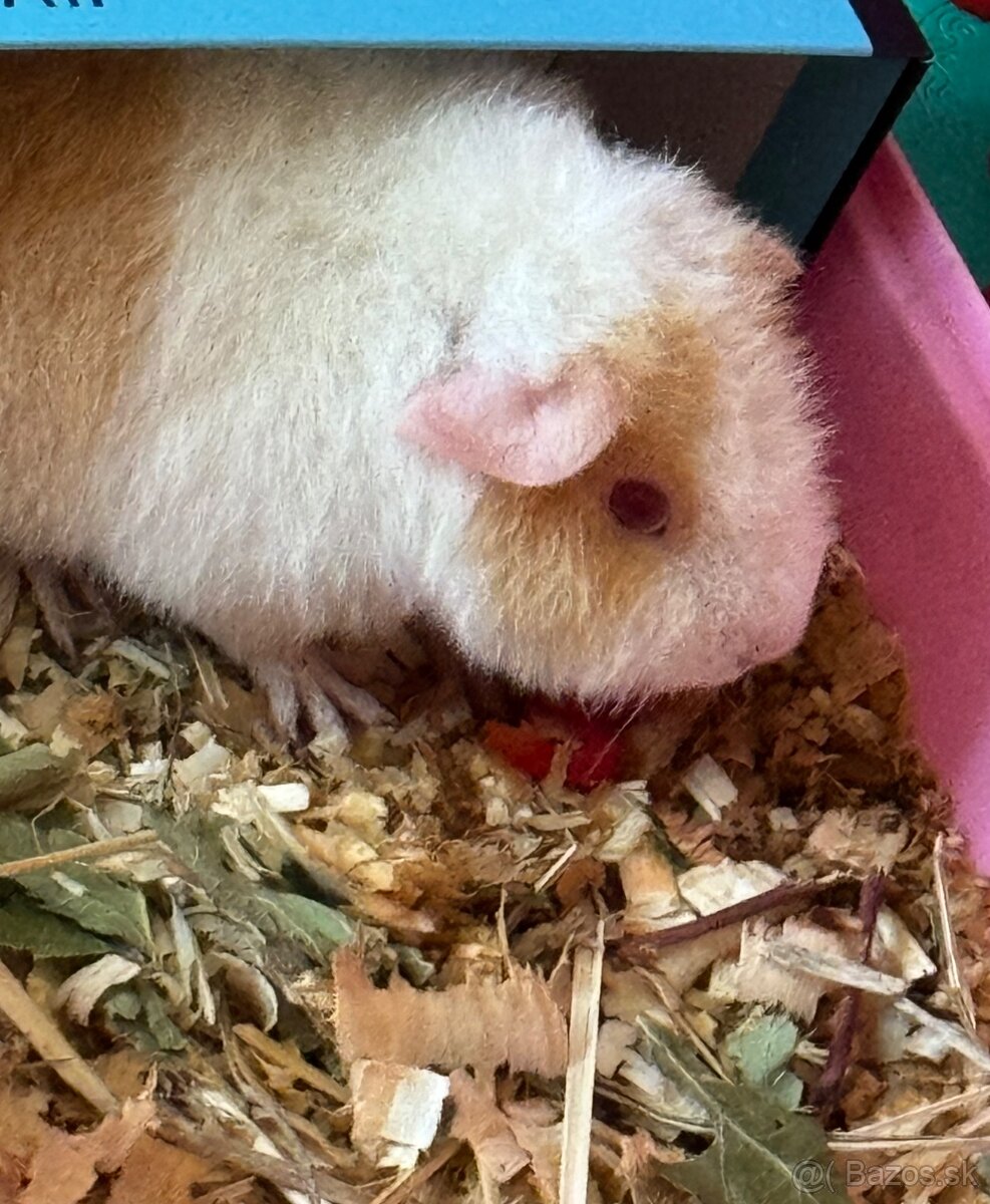 Morské prasiatko - Tedi - 3