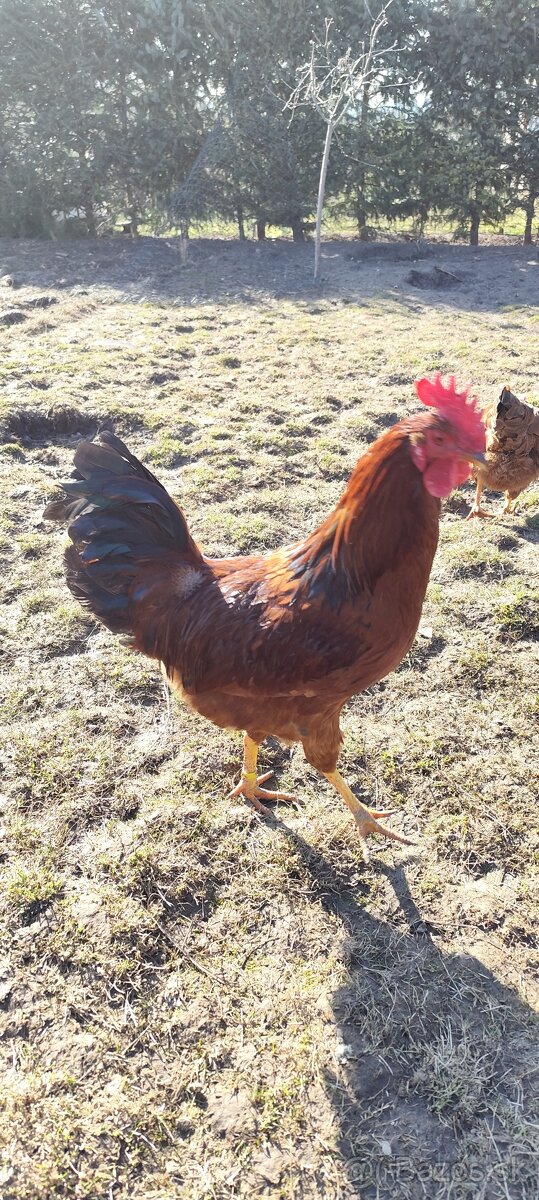Predám kohútov - 3