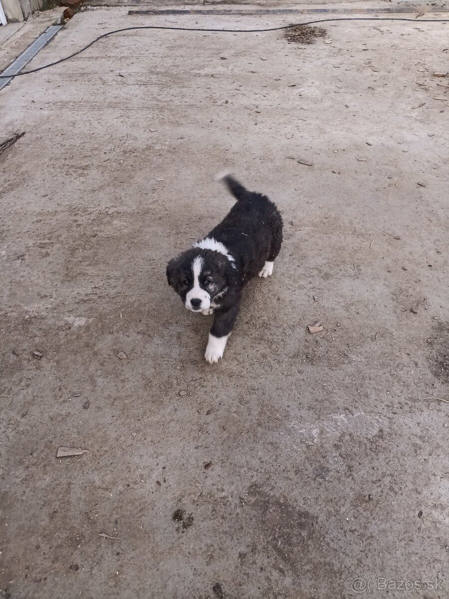 Stredoázijský ovčiak (psík) - 3