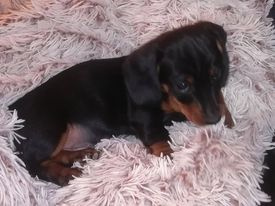 Jazvečík krátkosrstý - 3