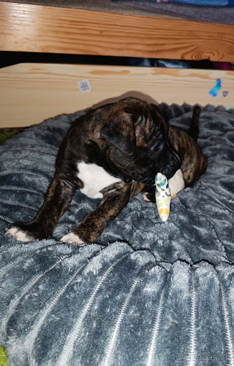 Americký pitbull teriér - 3