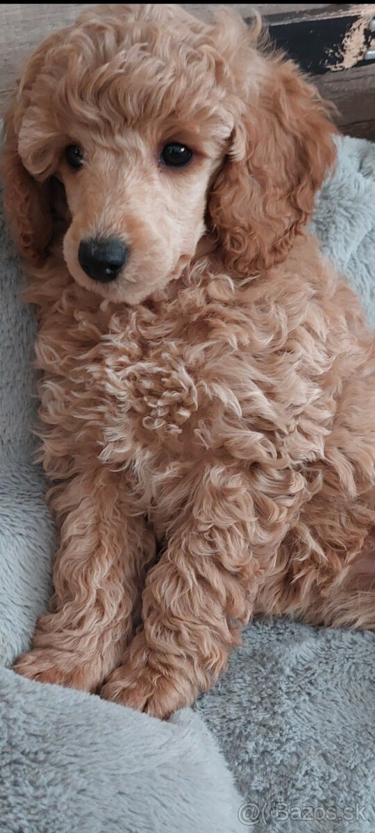 Pudel pudlik fenka s PP - 3