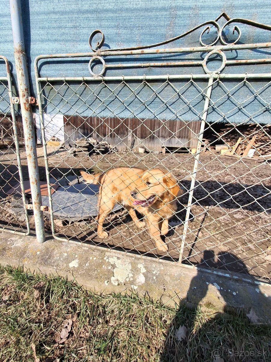 Zlatý retriever - 3